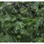 Fototapetas, Rainforest, 119594, 2.8x3m (6 dalys po 0.5m)