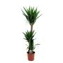 Gėlė vazone juka, Ø 24 cm, 1.4 - 1.5 m