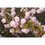 Slyva KIKU-SHIDARE-ZAKURA, 160 - 180 cm, Ø40 cm