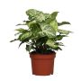 Gėlė vazone singonis ARROW, Ø 12 cm, 0,25–0,3 m