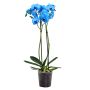 Gėlė orchidėja ROYAL BLUE, 70 cm, ø12 cm