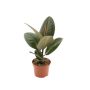 Gėlė vazone fikusas ROBUSTA, Ø 12 cm, 0.35 m