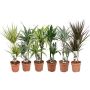 Gėlė vazone dracena MIX, Ø 17 cm, 0.7 - 0.8 m