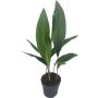 Gėlė vazone aspidistra ELATIOR, Ø 13 cm, 0.5 m