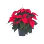 Gėlė vazone puansetija RED, Ø 17 cm, 0.45 - 0.55 m