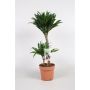 Gėlė vazone dracena COMPACTA, 2ST., Ø 17 cm, 0,6–0,7 m