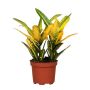 Gėlė vazone krotonas SUNNY STAR, Ø 12 cm, 0,3–0,4 m
