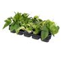 Gėlė vazone skindapas PINNATUM, 25 cm, ø12 cm