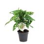 Gėlė vazone monstera MONKEY LEAF, Ø 12 cm, 0,25–0,3 m