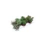 Gėlė vazone storlapis MIX, Ø 10.5 cm, 0.15 - 0.2 m