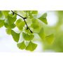 Medis ginkmedis, 100 - 120 cm, Ø 26 cm
