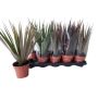 Gėlė vazone dracena MARGINATA MIX, Ø 12 cm, 0.4 - 0.5 m