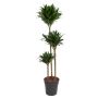 Gėlė vazone dracena GREEN JEWEL, 140 cm, ø24 cm