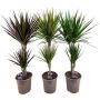 Gėlė vazone dracena MARGINATA MIX, Ø 17 cm, 0.7 - 0.8 m