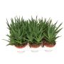 Gėlė vazone alavijas MITRIFORMIS, Ø 11 cm, 0,15–0,2 m
