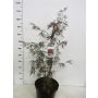 Klevas GARNET, 60 - 80 cm, Ø30 cm