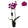 Gėlė vazone orchidėja ROYAL PURPLE, Ø 12 cm, 0.6 - 0.7 m