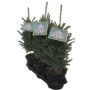 Eglė SUPER GREEN, 75 - 85 cm, Ø19 cm