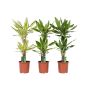 Gėlė vazone dracena MIX, Ø 17 cm, 0.8 - 0.9 m