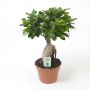 Gėlė vazone fikusas GINSENG, Ø 17 cm, 0,4–0,5 m