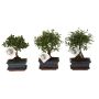 Gėlė vazone bonsas MIX, Ø 15 cm, 0.25 - 0.3 m
