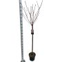 Vyšnia KANZAN, 120 - 125 cm, Ø27 cm