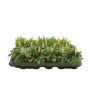 Gėlė vazone peperomija MIX, Ø 5,5 cm, 0,1–0,15 m