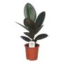 Gėlė vazone fikusas ELASTICA ABIDJAN, 60 cm, ø17 cm