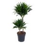 Gėlė vazone dracena COMPACTA, 2 ST., Ø 19 cm, 0,9–1 m