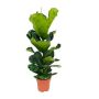 Gėlė vazone fikusas LYRATA, Ø 21 cm, 1,1–1,2 m