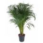 Gėlė vazone dipsis ARECA, 140 cm, ø27 cm