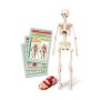 Edukacinis žaislas Clementoni The Human Body Mini-Set 50824