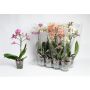 Gėlė vazone orchidėja Multiflora, 35 - 45 cm, ø12 cm
