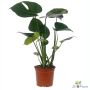 Gėlė vazone monstera, 45 cm, ø14 cm