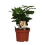 Gėlė vazone kavamedis ARABICA, Ø 12 cm, 0.25 - 0.3 m