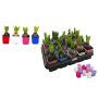Gėlė vazone hiacintas MIX, 15 cm, ø7 cm