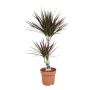 Gėlė vazone dracena MAGENTA, Ø 21 cm, 0.9 - 1 m