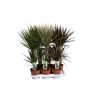 Gėlė vazone dracena MIX, Ø 17 cm, 0.7 m