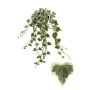 Gėlė vazone gebenė WHITE WONDER, Ø 13 cm, 0.25 m