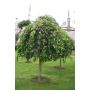 Medis šilkmedis PENDULA, 120 cm, Ø 29 cm