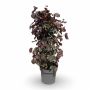 Lazdynas RED MAJESTIC, 100 cm, Ø31 cm