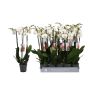 Gėlė vazone orchidėja, Ø 12 cm, 0.6 - 0.7 m