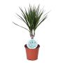 Gėlė vazone dracena MARGINATA, Ø 12 cm, 0.4 - 0.5 m