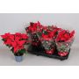 Gėlė vazone puansetija Red, Ø 12 cm, 0.32 - 0.37 m
