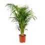 Gėlė vazone dipsis LUTESCENS, Ø 21 cm, 1 - 1.1 m
