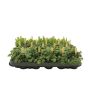 Gėlė vaz. žalialapiai BAMBINO MIX B, Ø 5.5 cm, 0.1 - 0.15 m