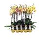 Gėlė vazone orchidėja YELLOW MIX, 60 cm, ø12 cm