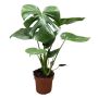 Gėlė vazone monstera DELICIOSA, Ø 17 cm, 0.55 - 0.65 m
