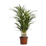 Gėlė vazone dipsis LUTESCENS, Ø 17 cm, 0.65 - 0.75 m