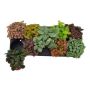 Gėlė vazone fitonija MIX, Ø 12 cm, 0.2 - 0.25 m